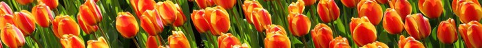 tulips-2544_1920
